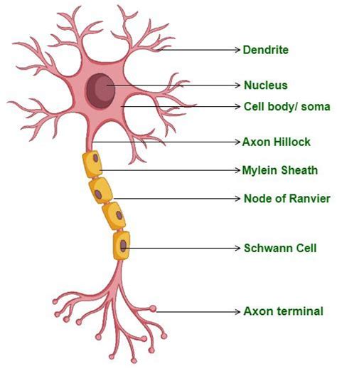 Biology Class 11 Chapter 7 Notes - Neural Tissue | Definition & Examples