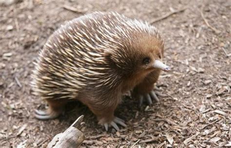 The egg laying Short beaked Echidna in 2020 | Echidna, Australian ...