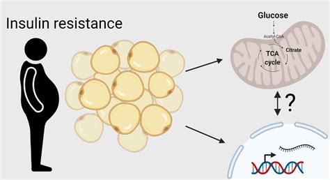 Unhappy fat: New clues on how obesity drives metabolic dysfunction ...