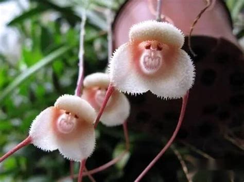 20 Monkey Face Orchid Flower Seeds HW91018 - Etsy