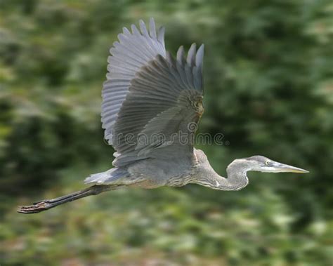 Great Blue Heron in flight stock photo. Image of motion - 3122522