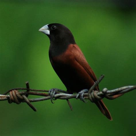 Hand Rearing Black-Headed Mannikins and Other Finches | Finches bird ...