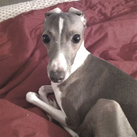 Minnie the Italian Greyhound! | Italian greyhound dog, Mini italian ...