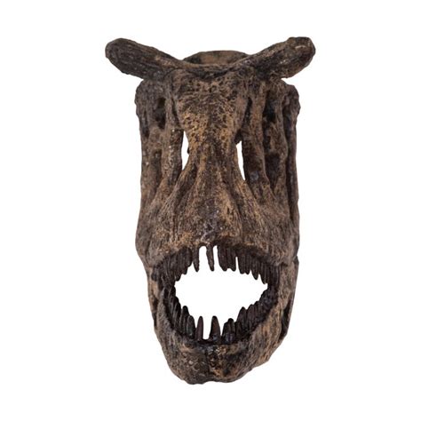 Replica Carnotaurus Skull1/8 Scale in 2022 | Skull, In patagonia, Bull