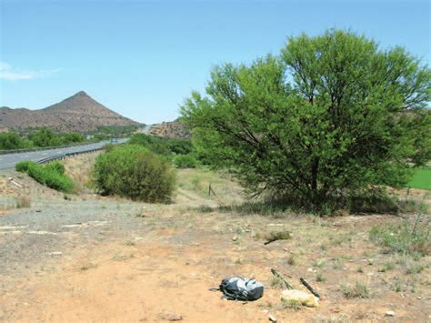 Wild habitat of specimen observed on Acacia tree near the bridge of N1 ...