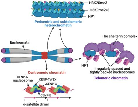 Sequence, Chromatin and Evolution of Satellite DNA