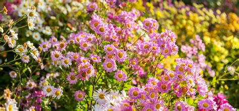 Official Tour: Conservatory Garden Tour | Central Park Conservancy