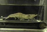 Scientists Put Shrimp on a Treadmill | Live Science