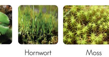 Classification of bryophytes