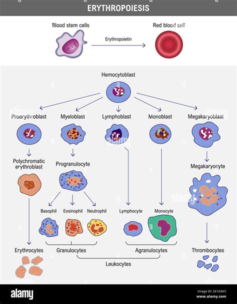 Bone marrow hematopoietic stem cells Stock Vector Images - Alamy