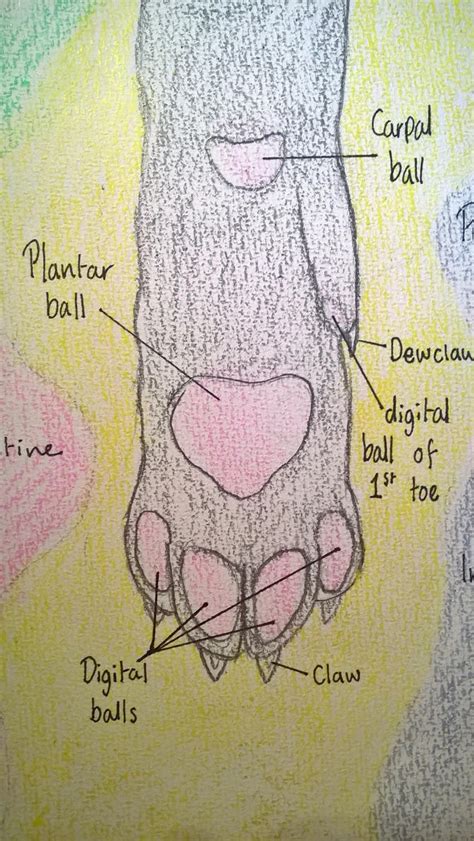 Cat paw anatomy by Ashstar-Riverclan on DeviantArt