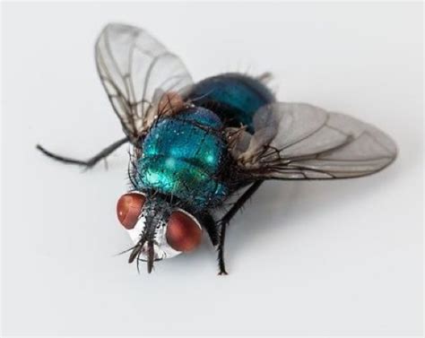 Blow Fly Identification, Diet, Removal & Health Threats