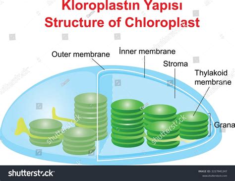 1,393 Membranes Chloroplast Images, Stock Photos & Vectors | Shutterstock