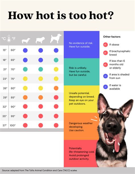 How hot is too hot for your dog?