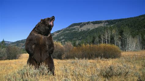 Bear Attack Defense at Brian Dingle blog