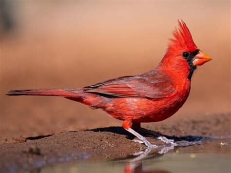 Northern Cardinal - NestWatch