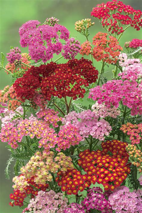 Yarrow Summer Berries | The Flower Cartel