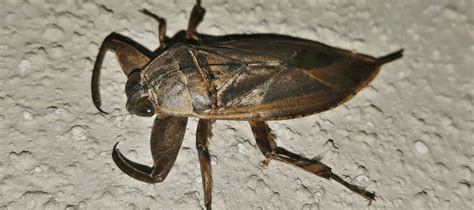 Do Water Bugs Bite? Taking The Sting Out of Your Next Outing | ABC Blog