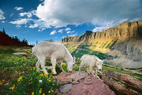 Mountain Goats, Glacier National Park, Montana, USA - Art Wolfe