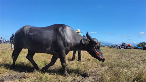 Carabao Water Buffalo: The Ideal Livestock for the Small Farm - Nili Ravi