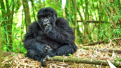 Gorilla Trekking in Volcanoes National Park | Rwanda Gorilla Trekking