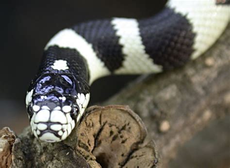 Keeping A King Snake As A Pet | HubPages