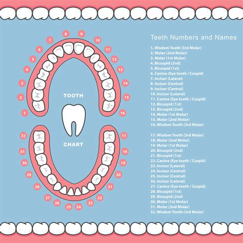 Tooth Number Chart for Adults and Children | Grosse Pointe Dentist