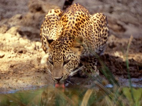 Sri Lankan Beauty: Yala National Park