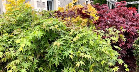 A Guide to Different Japanese Maple Types | Gardener’s Path - ReportWire