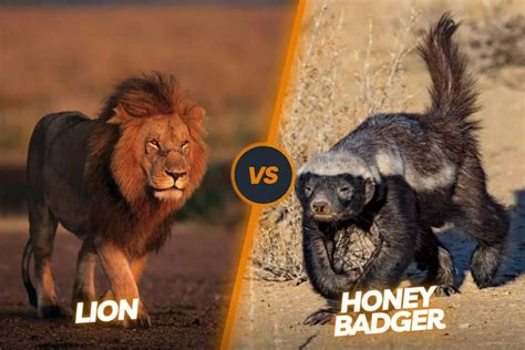 Honey Badger Vs Lion: The David And Goliath Of The Wild