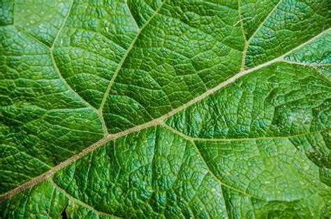 Free Stock Photo of Leaf texture close up | Download Free Images and ...