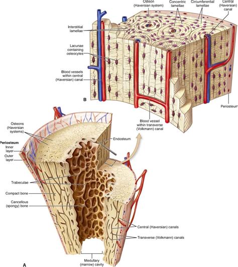 Pin on A&P Study