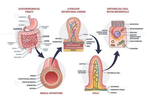 Small intestine with scientific gastrointestinal structure outline ...