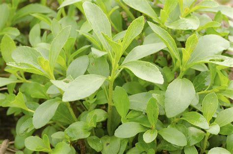 Stevia Plant Growing - Learn How To Use Stevia Plants In The Garden ...