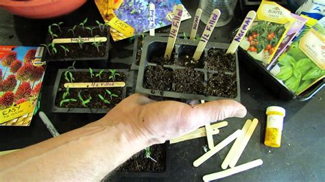 MFG 2015: How Deep to Plant Your Tomato Seeds when Starting Seeds ...