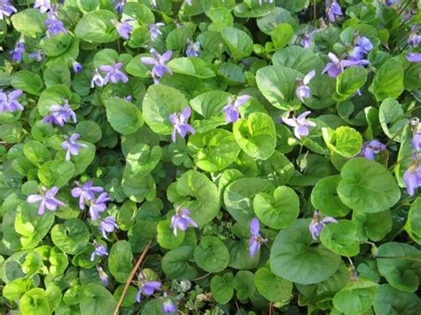 Viola-odorata-Sweet-Violet-1 - Horticulture Unlimited