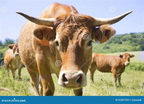 Limousine cow stock image. Image of farm, looking, animal - 32287703