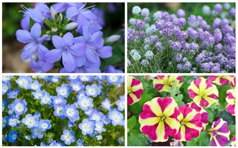 Top 8 Annuals For Shade That Bloom All Summer