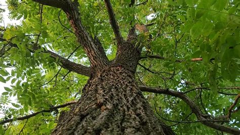 Complete Guide to Black Walnut Trees – Juglans Nigra – GrowIt BuildIT