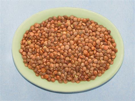 Lentil Sprouting Seeds | the-herb-shop