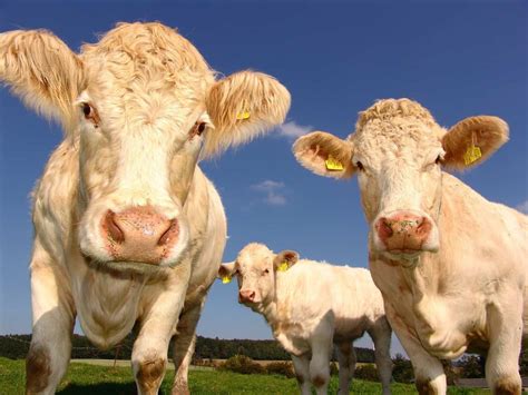 Top 10 biggest cows in the world - largest cow breeds