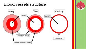 AQA GCSE Biology- The heart and blood vessels | Teaching Resources