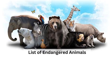 Top 10 Endangered Animals