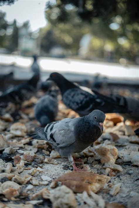 Birds Bread Photos, Download The BEST Free Birds Bread Stock Photos ...