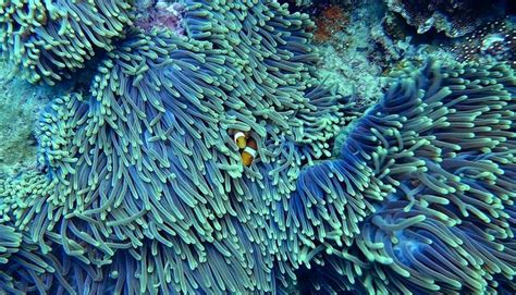 Coral Reef Destruction - Causes, Effects, and Solutions