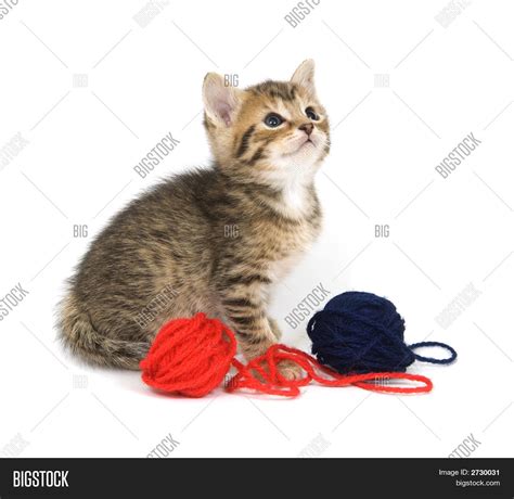 Kitten Playing Yarn Image & Photo | Bigstock