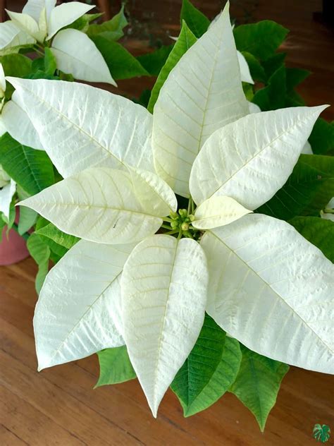 Buy Poinsettia White Online | Peppyflora®