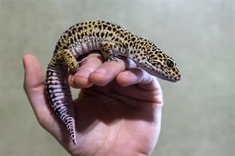 5 Leopard Gecko Handling Tips & 1 Thing to Never Do! – Leopard Gecko ...