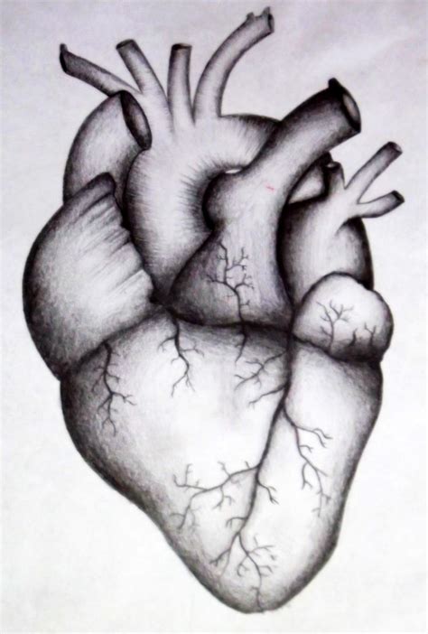 Human heart by kortney16 on DeviantArt