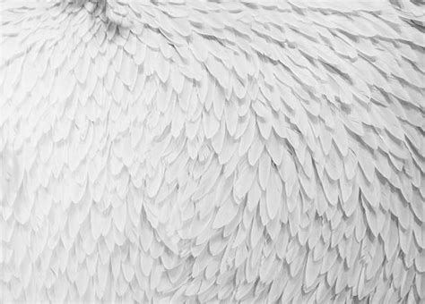 White Feathers Texture Stock Photos, Pictures & Royalty-Free Images ...